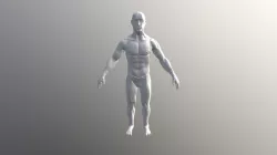 Human Body