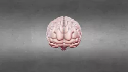 Human Brain