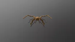 Kraken