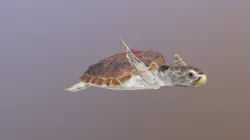 Loggerhead Turtle (Caretta Caretta)