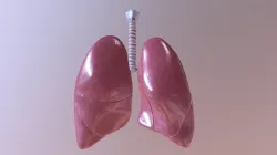 Lungs