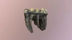 Mastadon Tooth