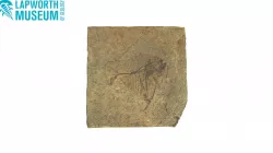 Mene rhombea (Eocene fish) BIRUG 10070
