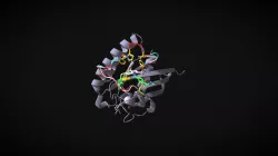 NR1 binding to Rheb blocks mTORC1 signalling