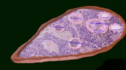 Ovary Cross Section