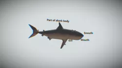 Shark