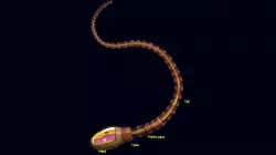 Sperm spermatozoa detail labelled