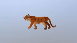 tiger