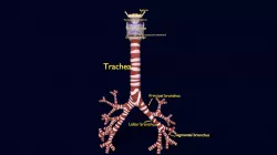 Trachea and larynx anatomy labelled detail