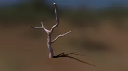 Tree Version A