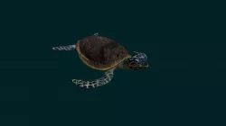 Turtle