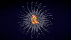 Virus With DNA helix and labelling