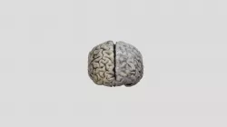 Whole brain with gross anatomy annotations