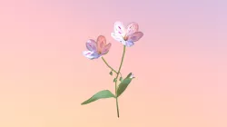 Accepted: Springbeauty (Claytonia virginica)