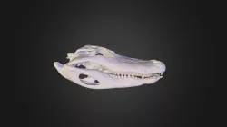 alligator
