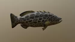 Black Grouper