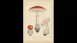 Botanical plate - Amanita muscaria