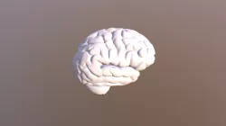 Brain