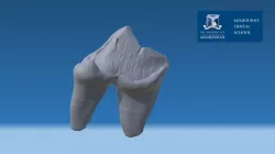 Canine (dog) Molar