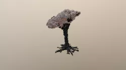 Cherry Tree