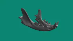 Domestic Cat Jaw