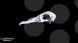 Fairy Prion Skull