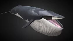 Finnhval (Balaenoptera physalus)