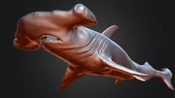 Hammer Shark