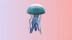 Jellyfish
