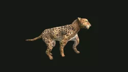 Leopard Jump