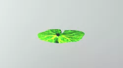 Lily Pad