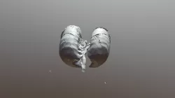 Lungs