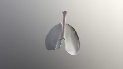 Lungs