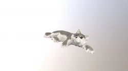 Lying Cat