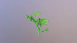 Mimosa Plant