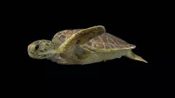 Model 46A - Green sea turtle with shark bite