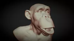 Monkey