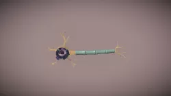 Motor Neuron