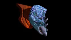 Mounted Triceratops Head
