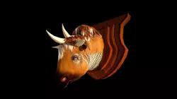 Mounted Trihorn Bull Head
