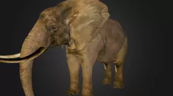 naturalis