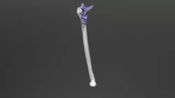 R_ROD Guide 02 dorsal