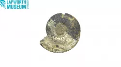 Ringsteadia anglica (Ammonite) BIRUG 50264