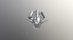 spine