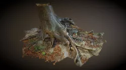 Tree trunk in High Castle Park