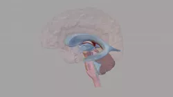 Ventricles