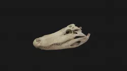 American Alligator