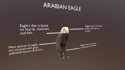 Arabian Eagle