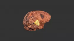 Australopithecus africanus (Taung)(2501.1rp11-1)
