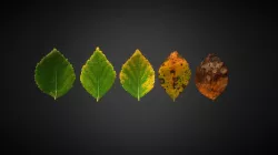 Birch Leaves